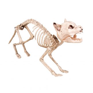 Skelet kat